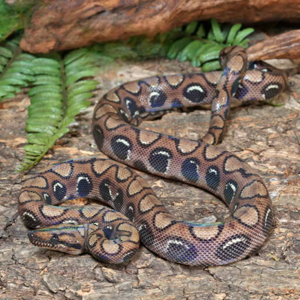 Here's Viper Boa for sale. - Image 3
