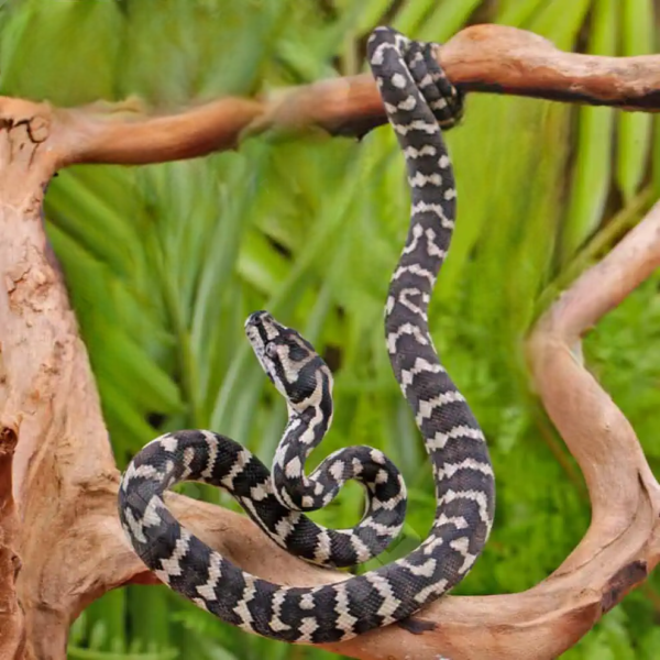 Baby Jungle Carpet Python - Image 2
