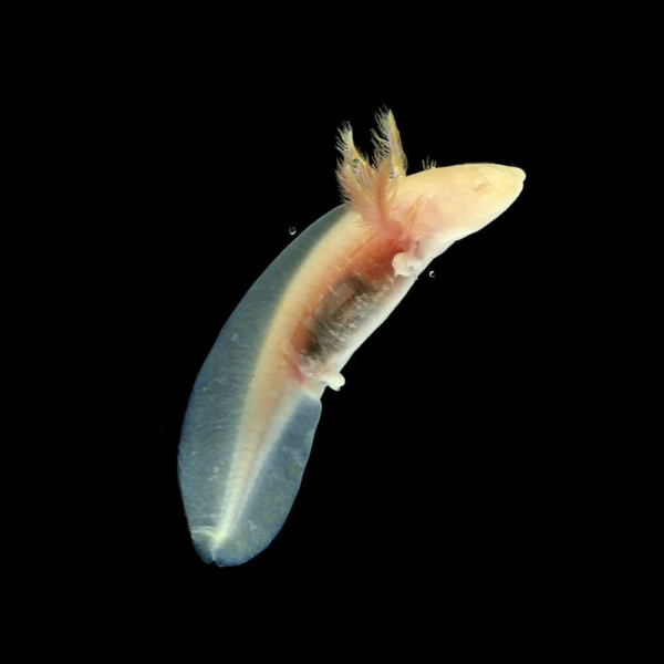 Golden Albino Axolotl - Image 3