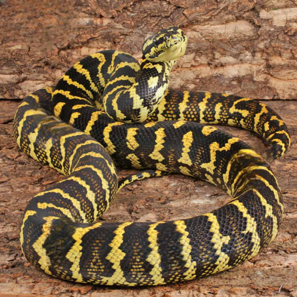 Adult High Yellow Jungle Carpet Python - Image 3