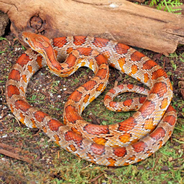 Adult Classic Cornsnake for sale.