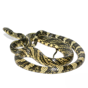 Nicaraguan Tiger Ratsnake