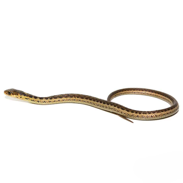 Baby Eastern Garter Snake - Image 2