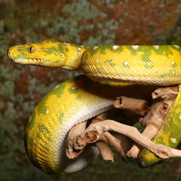Biak Green Tree Python