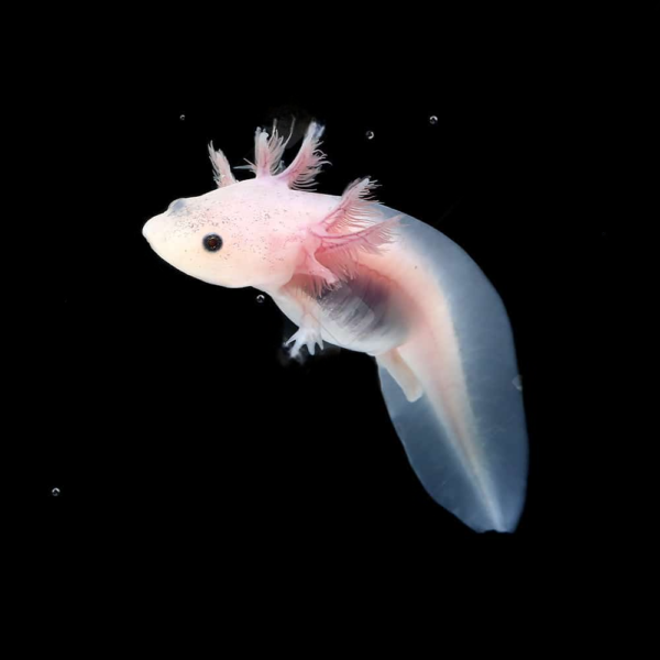 Leucistic Axolotl - Image 3