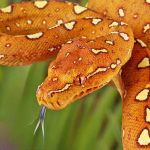 Yearling Orange Biak Green Tree Python