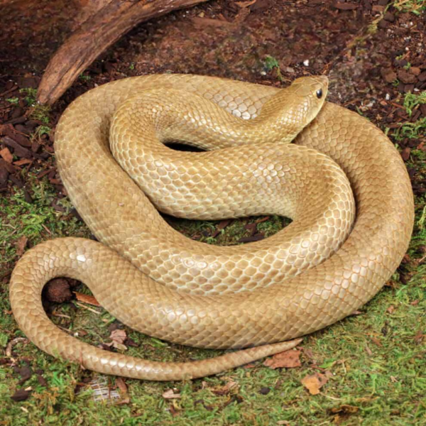 Female Madagascar Blonde Hognose Snake - Image 3
