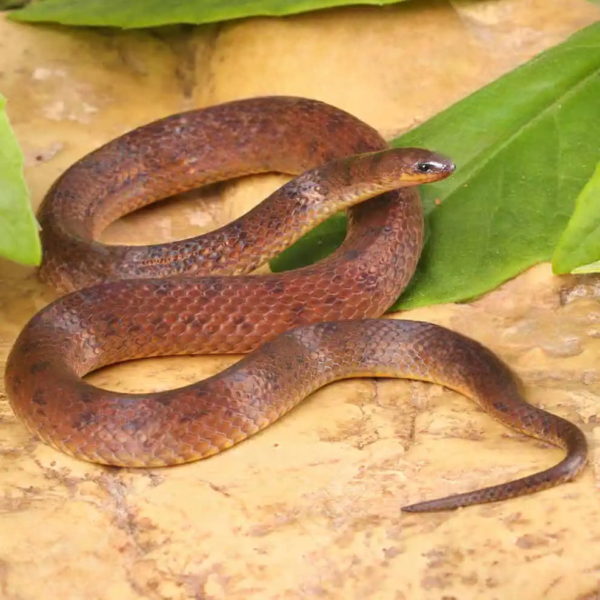 Suriname Ground Snake for sale. - Image 3