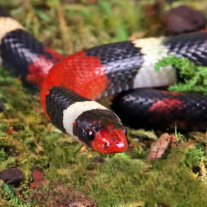 Baby Scarlet Kingsnake for sale.