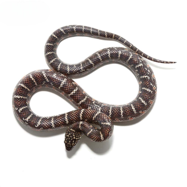 Baby Florida Kingsnake for sale. - Image 2