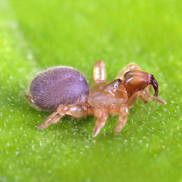 Thai Purse Web Spider (Sling) - Image 3