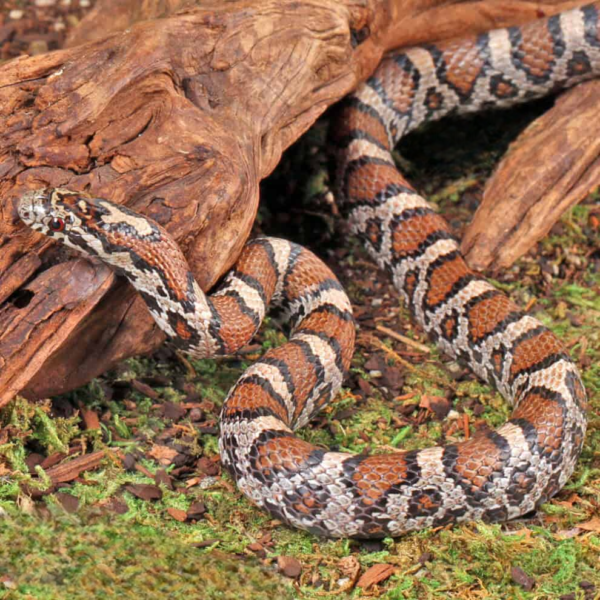 Eastern Milksnake for sale. - Image 3