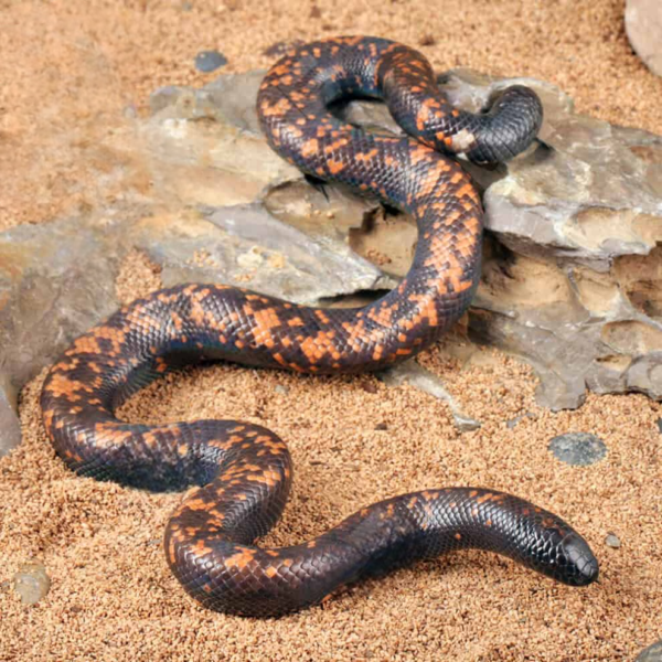 Juvenile Calabar Python for sale. - Image 4