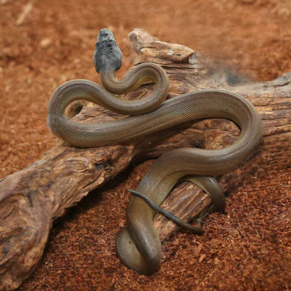 Baby D’Alberts White Lipped Python