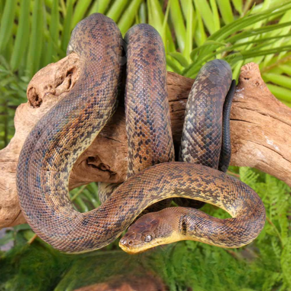Macklot’s Python for sale. - Image 3