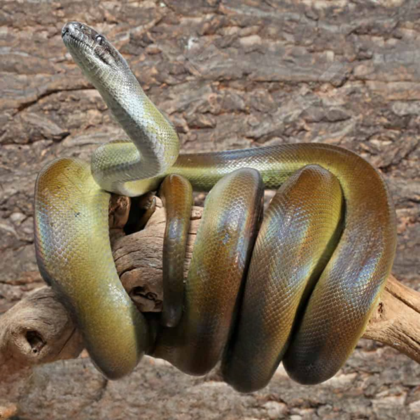 9+ Foot Female Papuan Python - Image 3