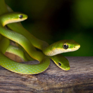 Rough Green Snake for sale.