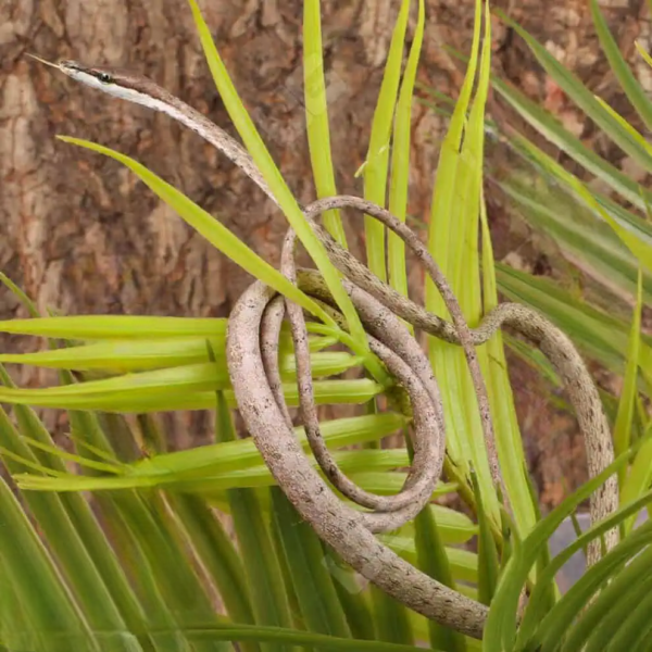 Daudin’s Vine Snake for sale. - Image 2