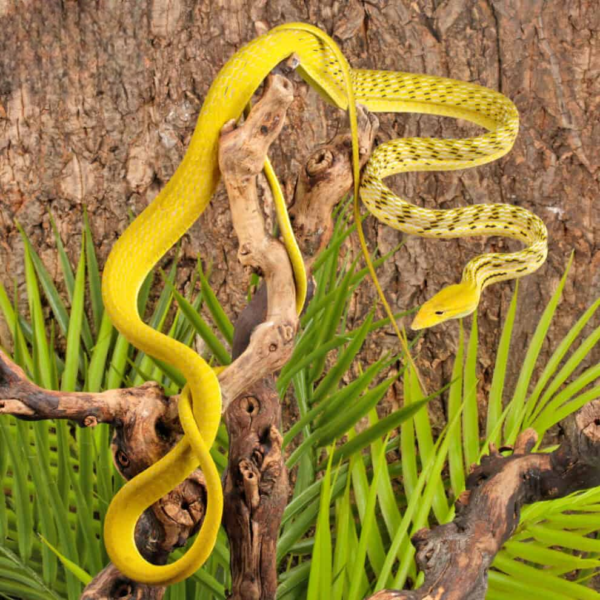 Hypo Asian Vine Snake for sale. - Image 3