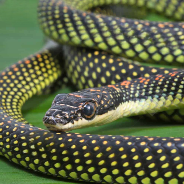 Paradise Flying Snake for sale. - Image 3