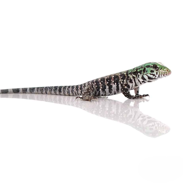 Chacoan White Headed Tegu - Image 4