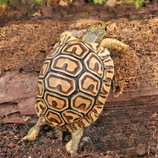 Baby Leopard Tortoise available for sale. - Image 3