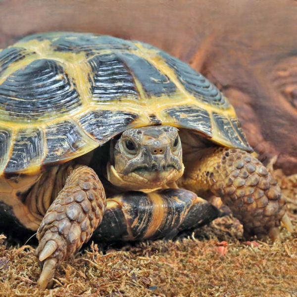 Russian Tortoise for sale.