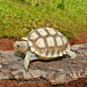 Baby Sulcata Tortoise for sale.