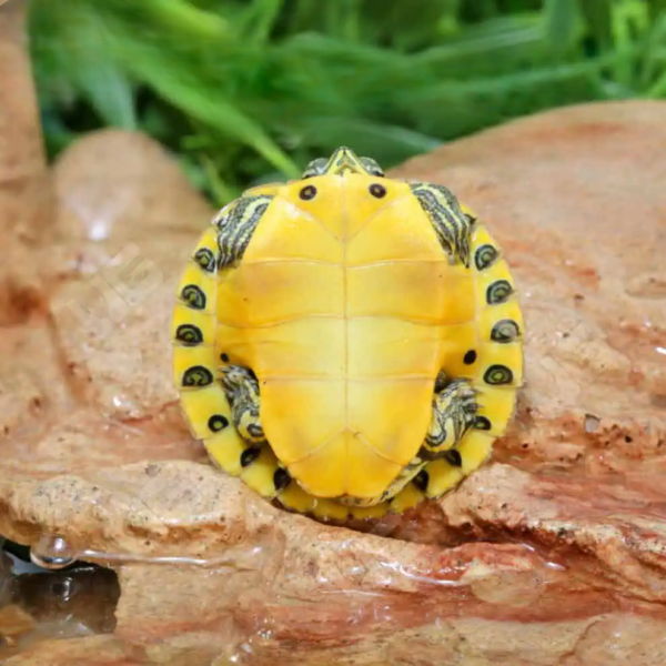 Baby Yellowbelly Slider Turtle - Image 3