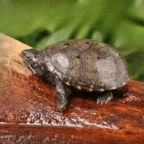 Baby Eastern Mud Turtle for sale. - Image 3