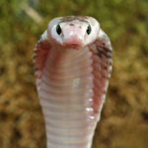 Male Pied Indonesian Spitting Cobra