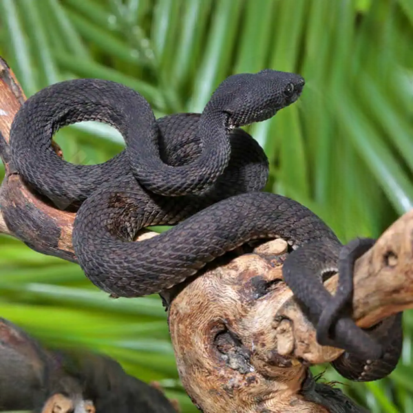 Purple Spotted Pit Viper for sale. - Image 3