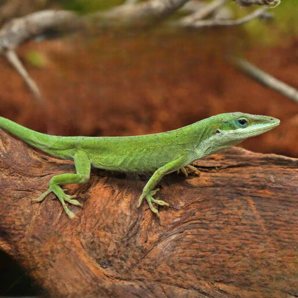 we have Green Anole for sale.
