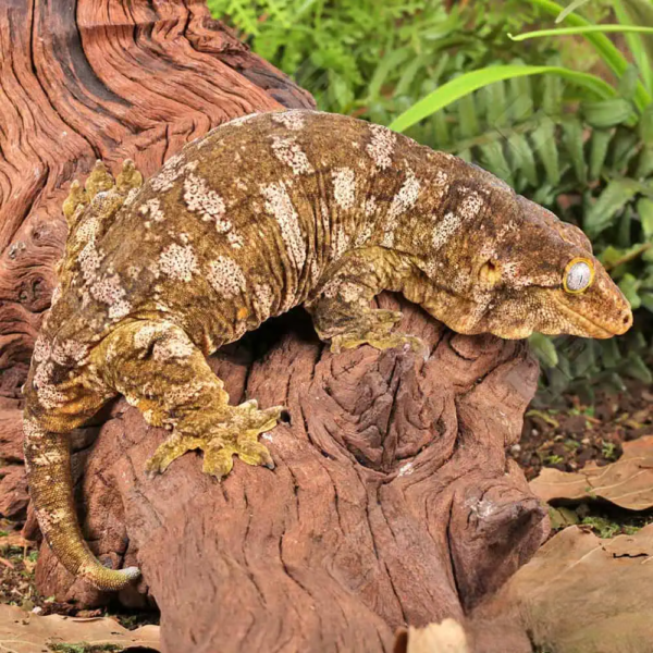 Female Pine Island Leachianus - Image 3