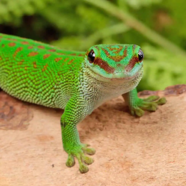 Madagascar Day Gecko - Image 2