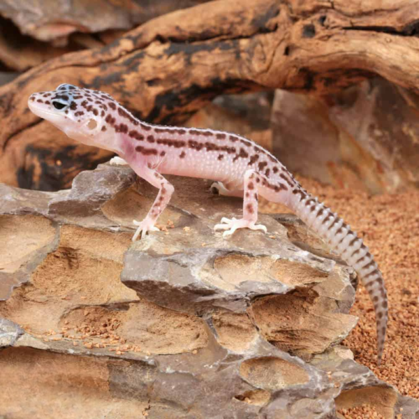 Baby Super Snow Leopard Gecko - Image 3