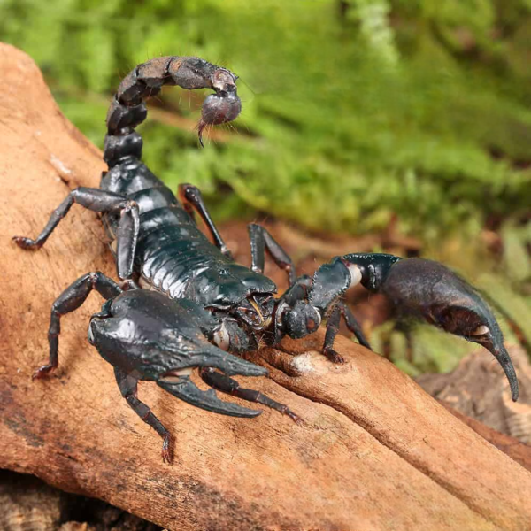 Asian Forest Scorpion - Image 3