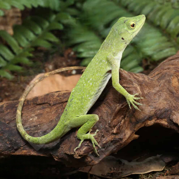 Neotropical Green Anole - Image 4