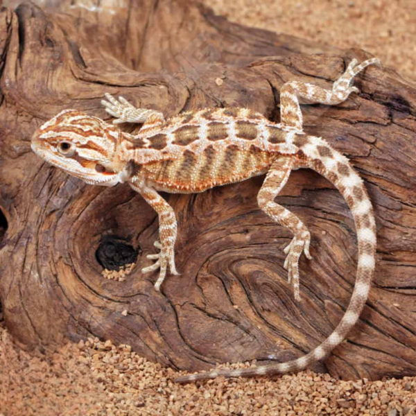 Baby Inferno Bearded Dragon (4 – 5″) - Image 3