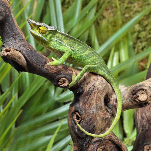 Canopy Chameleon - Image 3