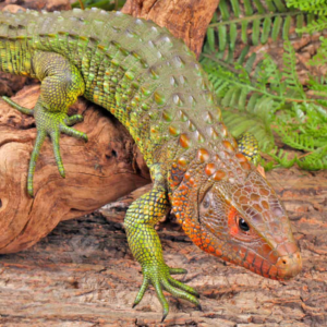 Tegus