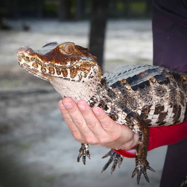 Dwarf Caiman - Image 3