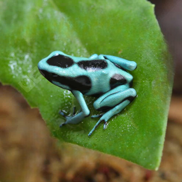 C.B. Green And Black Auratus Dart Frog - Image 3