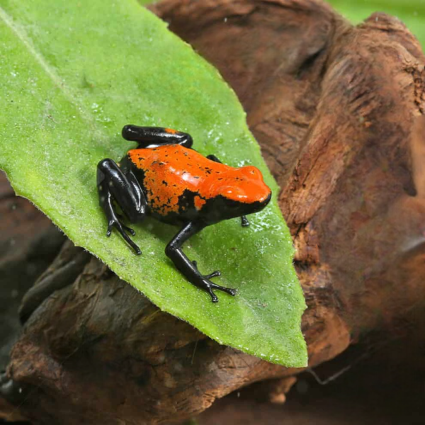Orange Splashback Dart Frog for sale. - Image 2