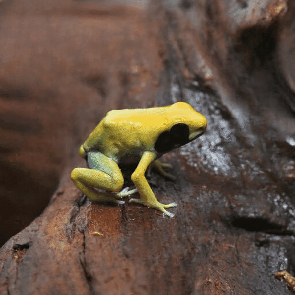 Matecho Tinctorius Dart Frog for sale. - Image 3