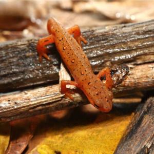 We have Red Eft for sale.