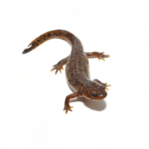 Spanish Ribbed Newt for sale.