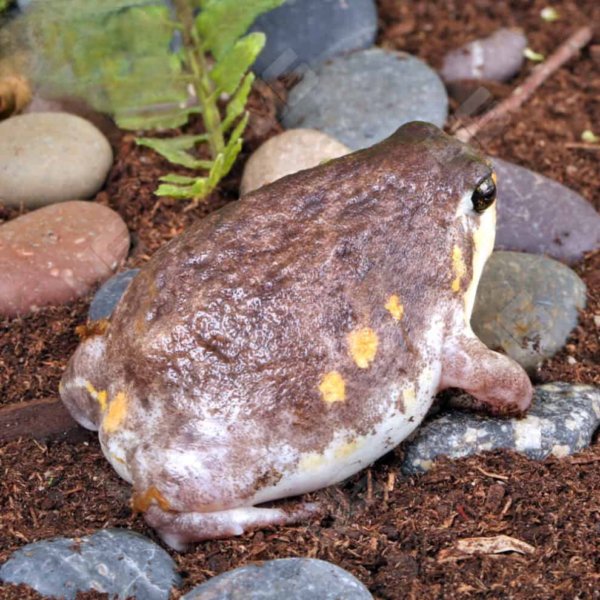 Mozambique Rain Frog for sale. - Image 3