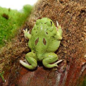 Matcha Pacman Frog for sale.