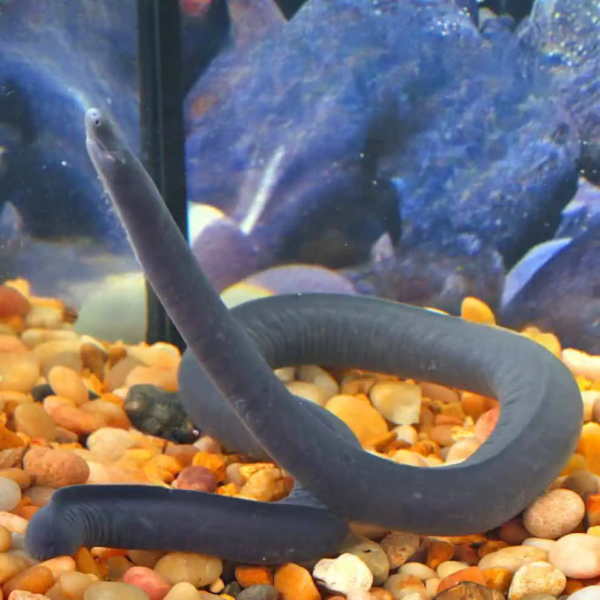Aquatic Caecilian for sale. - Image 2